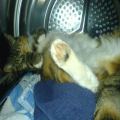 Sleeping In The Dryer